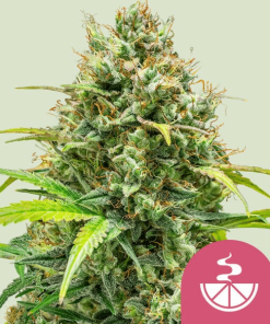 lemon skunk