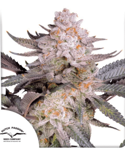 orng bud 2