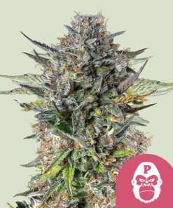 pink gorilla