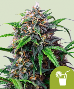 purple lemonade automatic