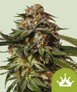 special queen 1 automatic