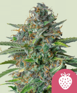 strawberry cough