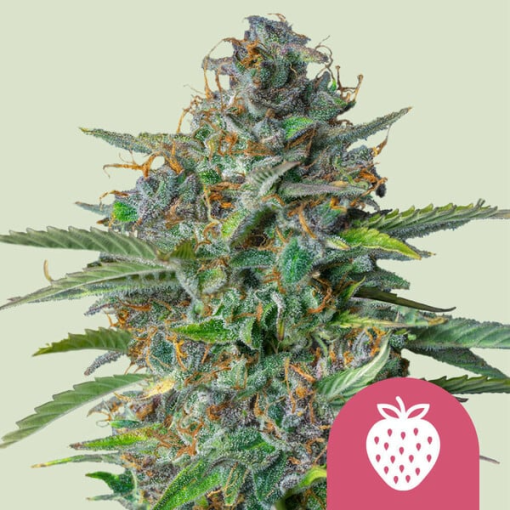 strawberry cough