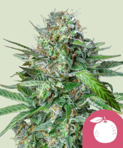 tangie