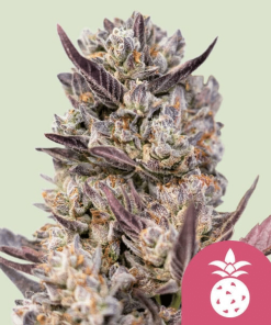 tropicana cookies purple