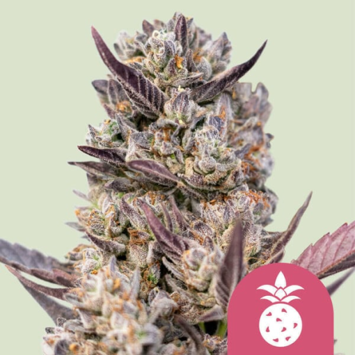 tropicana cookies purple