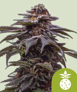 tropicana cookies purple automatic