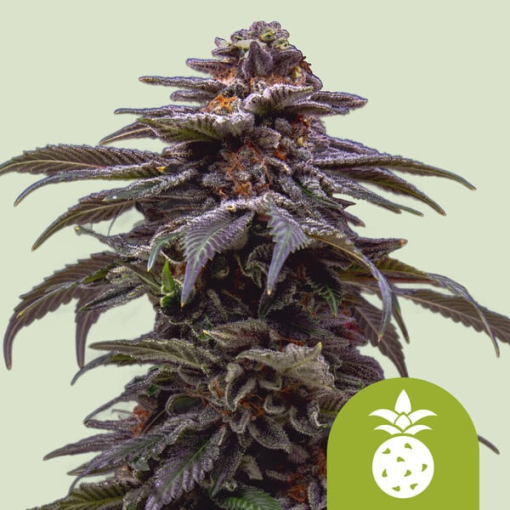 tropicana cookies purple automatic