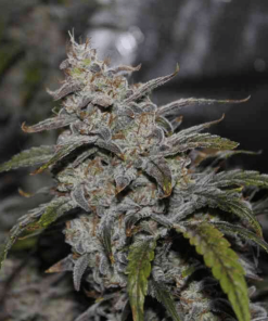 GrapeWalkerKushAuto