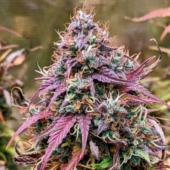 GrizzlyCrinkleAuto