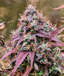 GrizzlyCrinkleAuto