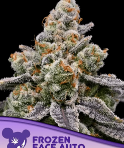 anesia auto frozenface