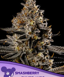 anesia auto smashberry