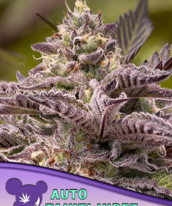 anesia auto tahiti