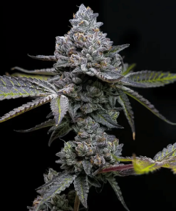barneysfarm stag applefritter