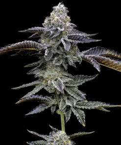 barneysfarm stag bluedream