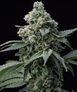 barneysfarm stag brucebanner