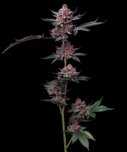 barneysfarm stag cherrypoppers