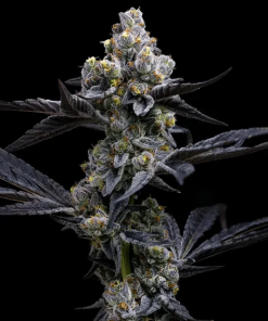 barneysfarm stag garliccookies