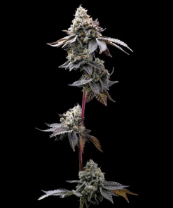 barneysfarm stag gmocookies