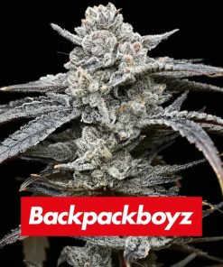 barneysfarm stag lemoncherrygelato