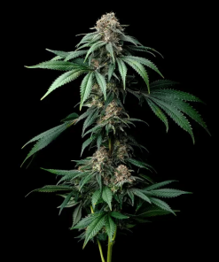 barneysfarm stag mendobreath