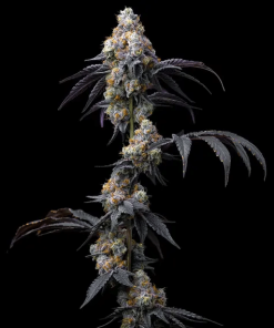 barneysfarm stag rainbowsherbet