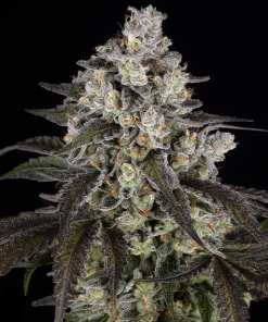 barneysfarm stag trainwreck