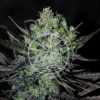 delicious auto elevenroses
