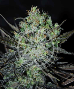 delicious auto elevenroses
