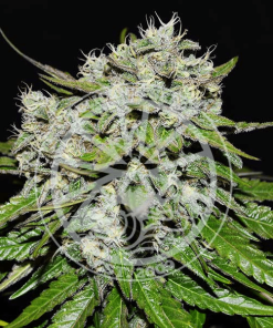 delicious auto nevillesrose