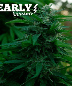 delicious early lordkush