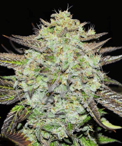 delicious purplemangokush
