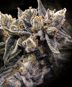 dnagenetics bruisedbanana
