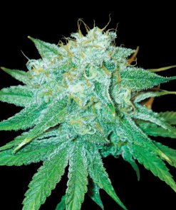 dnagenetics thestinkingrose