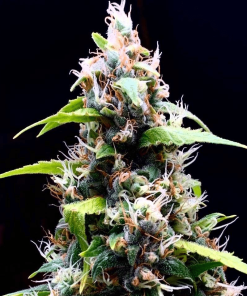 docotrchoice sourpuffs