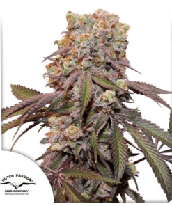 dutchpassion auto candybubatzxl