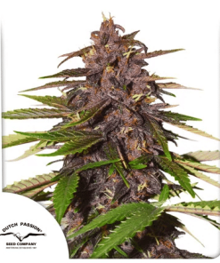 dutchpassion auto forbiddencherry