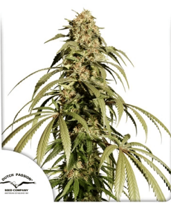 dutchpassion auto icecreamhaze