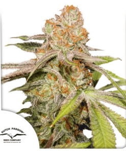 dutchpassion auto mac1