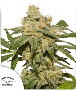 dutchpassion auto ohmygusher