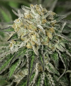humboldt amherstsourdiesel