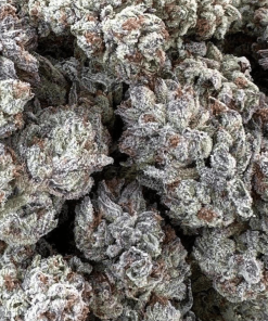 humboldt doublefireheadband
