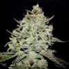 lemon gazzy