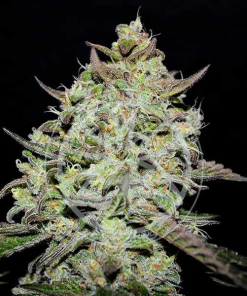 lemon gazzy