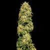 gorilla glue auto bulk seeds