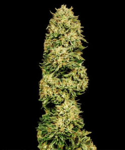 gorilla glue auto bulk seeds