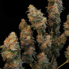gorilla glue bulk seeds