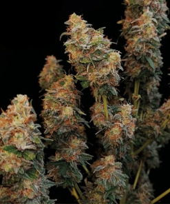 gorilla glue bulk seeds