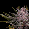 kannabia pinkgelato